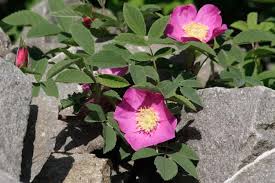 Attēlu rezultāti vaicājumam “Rosa majalis”