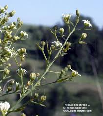 Attēlu rezultāti vaicājumam “Thesium alpinum flower”
