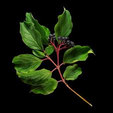 Attēlu rezultāti vaicājumam “Cornus sanguinea fruit”