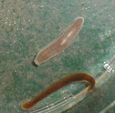 Attēlu rezultāti vaicājumam “Plathelminthes”