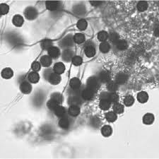 Attēlu rezultāti vaicājumam “Didymium serpula young”