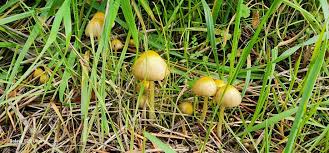 Attēlu rezultāti vaicājumam “Bolbitius vitellinus”