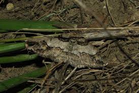 Attēlu rezultāti vaicājumam “Cleora cinctaria”