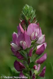 Attēlu rezultāti vaicājumam “Ononis arvensis”