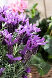 Image result for Lavendel
