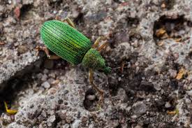 Attēlu rezultāti vaicājumam “Polydrusus mollis”