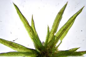 Attēlu rezultāti vaicājumam “Weissia squarrosa”