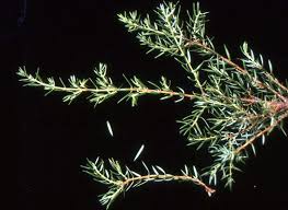 Attēlu rezultāti vaicājumam “Juniperus communis female flower”