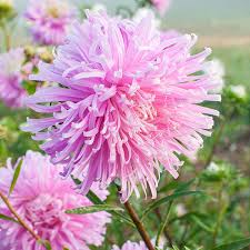 Image result for Aster