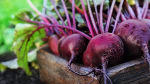 Image result for rote Bete