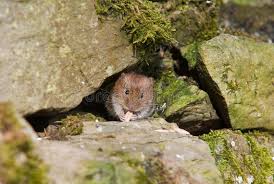 Attēlu rezultāti vaicājumam “Microtus agrestis”