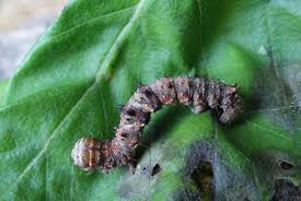 Attēlu rezultāti vaicājumam “Phigalia pilosaria”