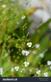 Attēlu rezultāti vaicājumam “Alisma lanceolatum leaf”