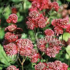 Attēlu rezultāti vaicājumam “Astrantia major flower”