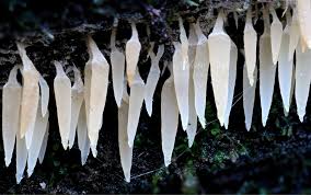 Attēlu rezultāti vaicājumam “Mucronella”