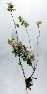 Attēlu rezultāti vaicājumam “Vaccinium vitis-idaea bud”