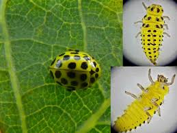 Attēlu rezultāti vaicājumam “Cystiphora sanguinea larva”