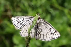 Attēlu rezultāti vaicājumam “Siona lineata”