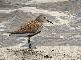 Attēlu rezultāti vaicājumam “Calidris alpina adult”