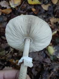 Attēlu rezultāti vaicājumam “Macrolepiota”