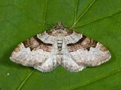 Attēlu rezultāti vaicājumam “Xanthorhoe designata”