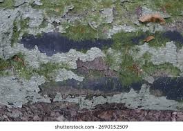 Attēlu rezultāti vaicājumam “Kretzschmaria deusta”