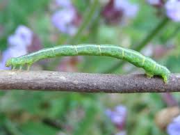 Attēlu rezultāti vaicājumam “Eulithis pyraliata”