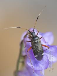 Attēlu rezultāti vaicājumam “Closterotomus biclavatus”