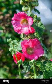 Image result for Alcea (althaea) rosea