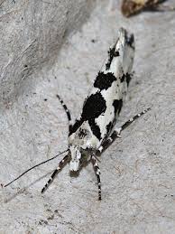 Attēlu rezultāti vaicājumam “Ypsolopha sequella”