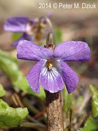 Attēlu rezultāti vaicājumam “Viola x williamsii flower”