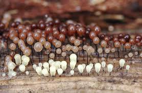 Attēlu rezultāti vaicājumam “Comatricha fragilis macro”