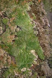 Attēlu rezultāti vaicājumam “Eucladium verticillatum”