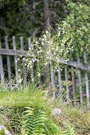 Attēlu rezultāti vaicājumam “Anthericum ramosum”