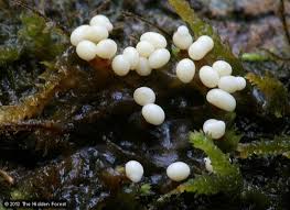 Attēlu rezultāti vaicājumam “Trichia varia spores”