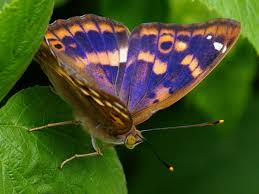 Attēlu rezultāti vaicājumam “Apatura ilia”