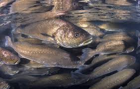 Image result for Argyrosomus coronus