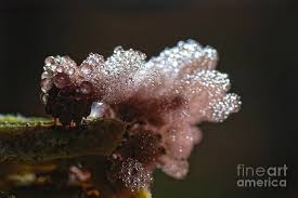 Attēlu rezultāti vaicājumam “Arcyria incarnata young”