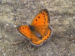 Attēlu rezultāti vaicājumam “Lycaena dispar female”