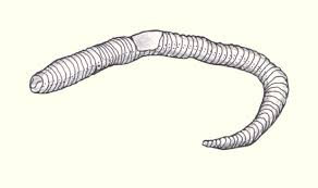 Attēlu rezultāti vaicājumam “Lumbricidae”