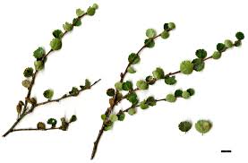 Attēlu rezultāti vaicājumam “Betula nana leaf”