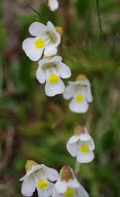 Attēlu rezultāti vaicājumam “Pinguicula alpina”
