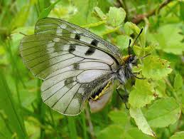 Attēlu rezultāti vaicājumam “Parnassius mnemosyne upperside”