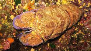 Image result for Scyllarides latus