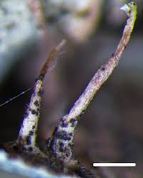 Attēlu rezultāti vaicājumam “Peltigera praetextata”