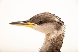 Attēlu rezultāti vaicājumam “Podiceps grisegena”