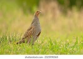 Attēlu rezultāti vaicājumam “Perdix perdix adult”