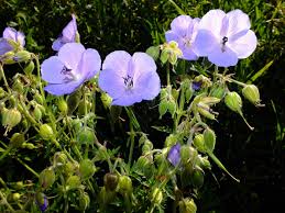 Attēlu rezultāti vaicājumam “Geranium pratense flower”