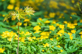 Attēlu rezultāti vaicājumam “Anemone ranunculoides flower”
