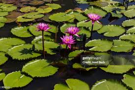 Attēlu rezultāti vaicājumam “Lotus sp. flower”